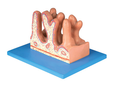 空腸內(nèi)面放大模型（BIX-BM1087）