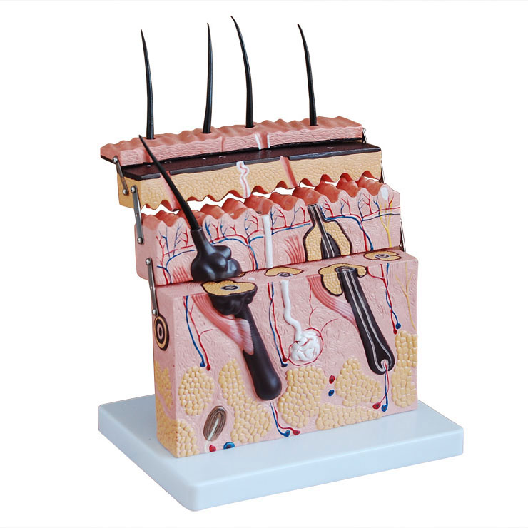 皮膚放大模型（BIX-A1075）