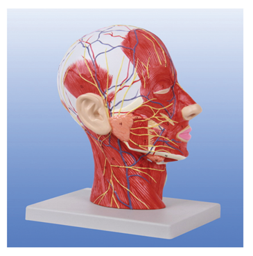 頭頸部神經血管模型（BIX-A1095）
