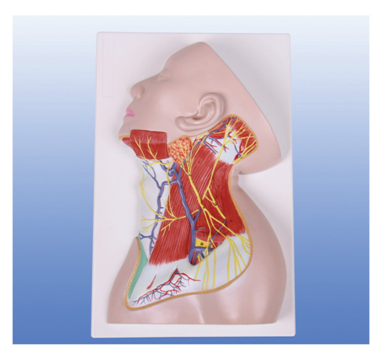 頸部淺層結構解剖模型（BIX-A1097）