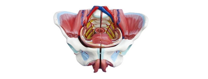 女性骨盆附生殖器官與血管神經模型（BIX-A1038）